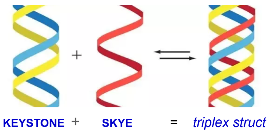 Triplex structure